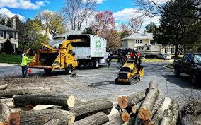 How Our Tree Care Process Works  in  West Leechburg, PA