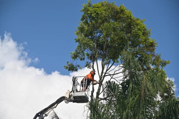 Best Landscape Design and Installation  in West Leechburg, PA