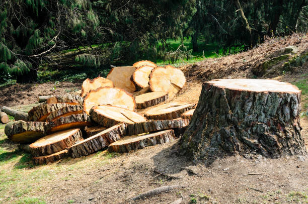 Reliable West Leechburg, PA Tree Care Solutions